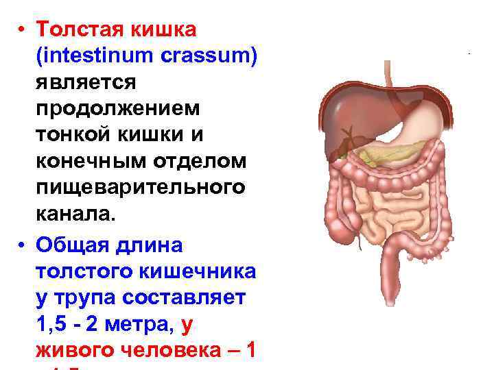 Толстая кишка человека особенности. Толщина Толстого кишечника человека. Длина и отделы тонкого и Толстого кишечника. Длина толстой кишки и тонкой у человека. Длина тонкого и Толстого кишечника.