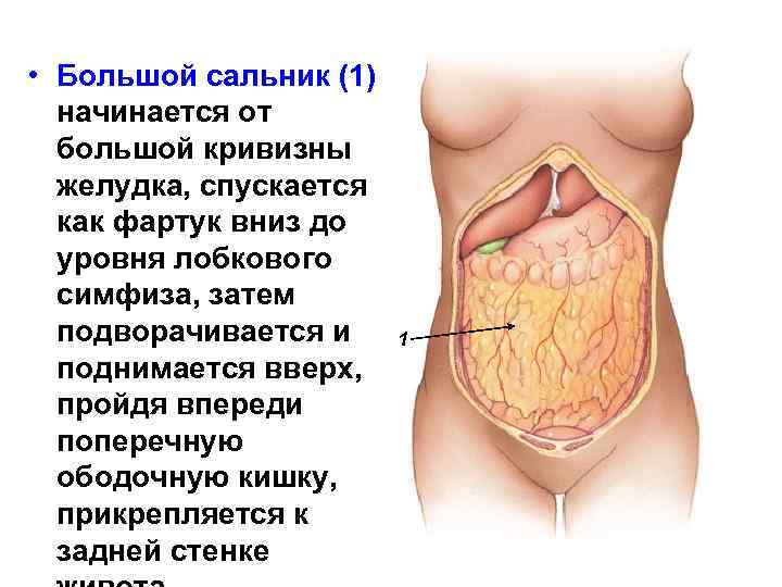 Малый сальник картинка