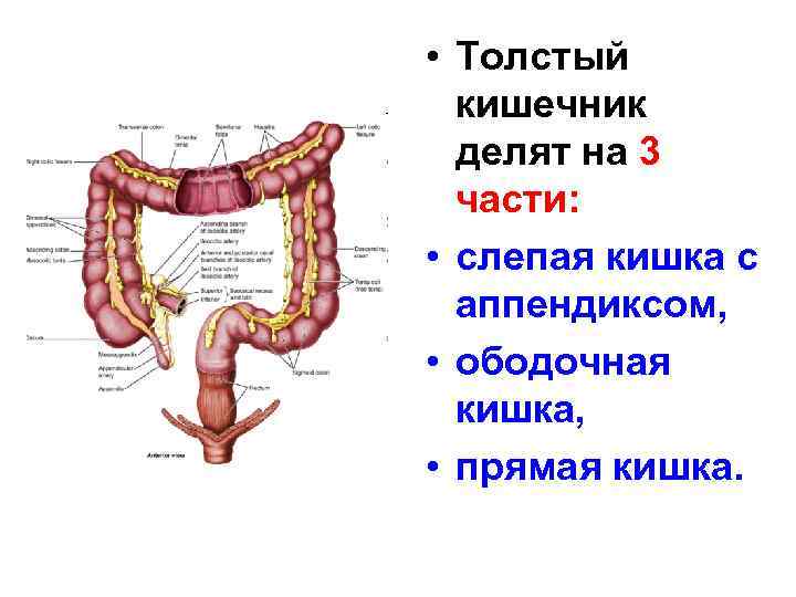 Слепая кишка что это