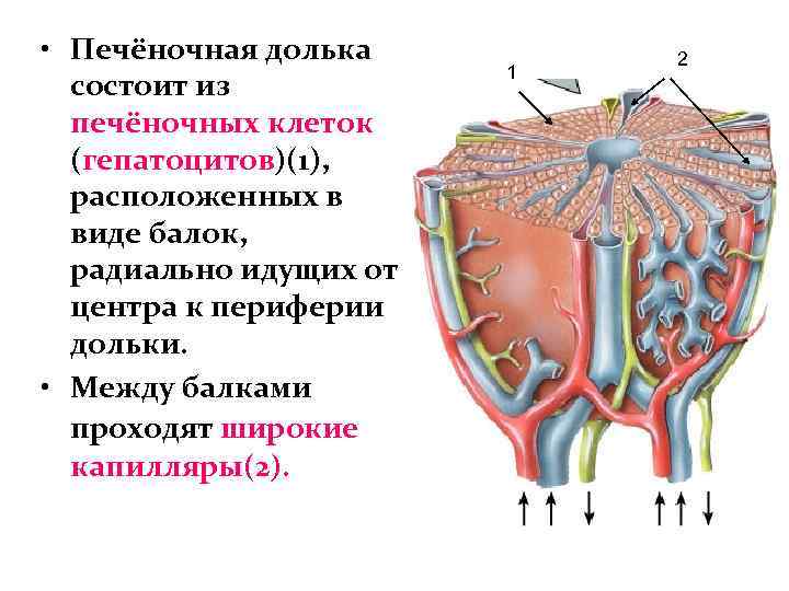 Схема строения дольки печени