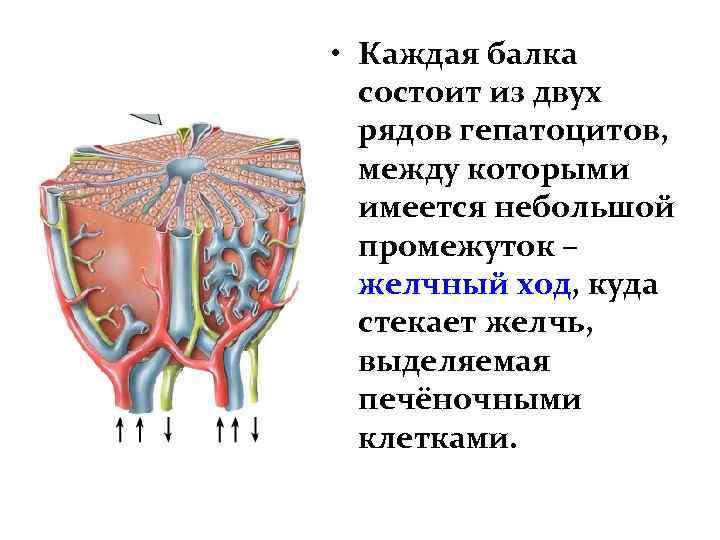  • Каждая балка состоит из двух рядов гепатоцитов, между которыми имеется небольшой промежуток