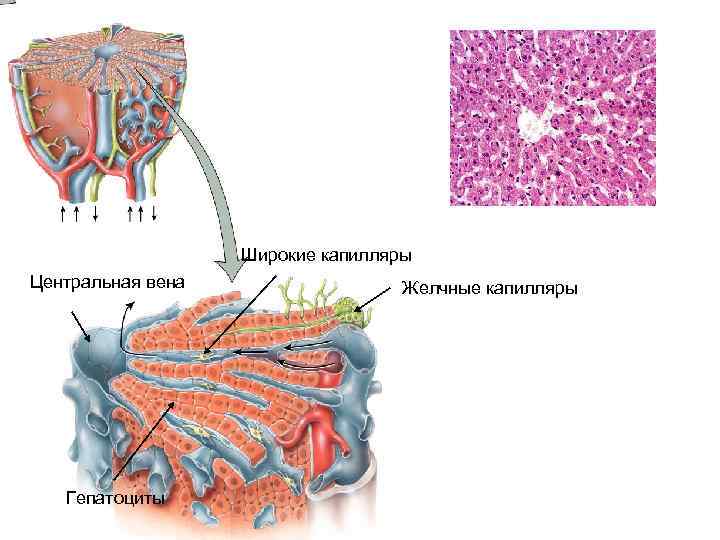 Широкие капилляры Центральная вена Гепатоциты Желчные капилляры 