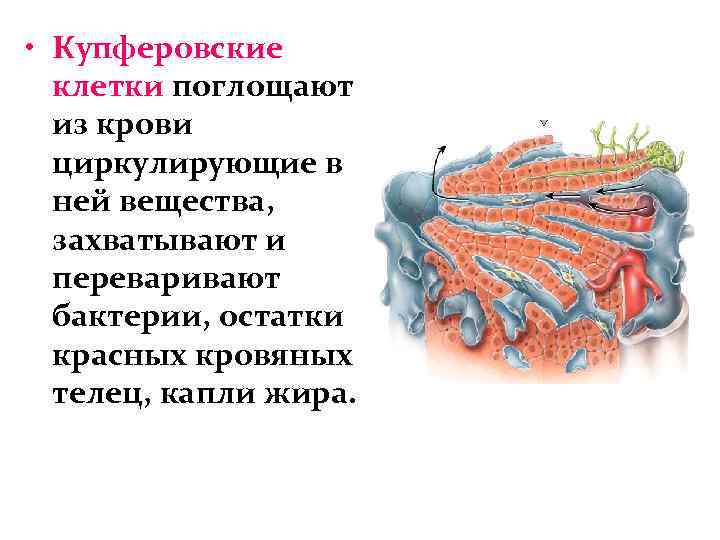  • Купферовские клетки поглощают из крови циркулирующие в ней вещества, захватывают и переваривают