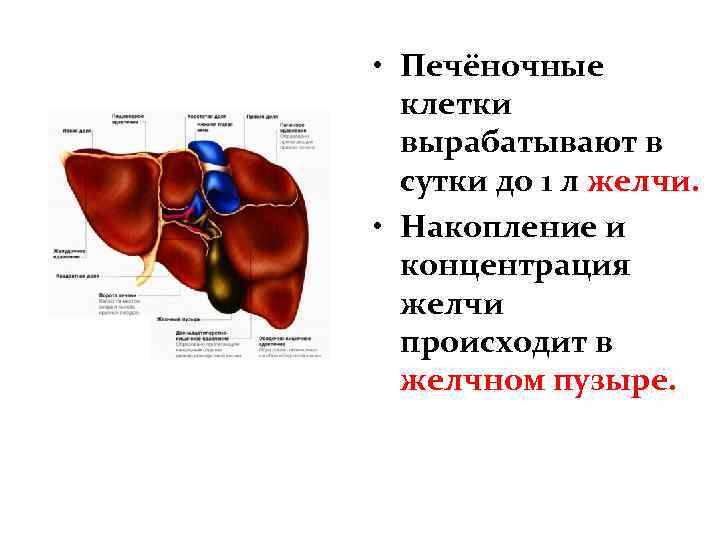  • Печёночные клетки вырабатывают в сутки до 1 л желчи. • Накопление и