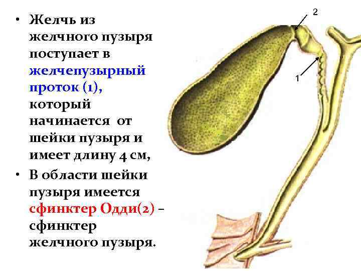  • Желчь из желчного пузыря поступает в желчепузырный проток (1), который начинается от
