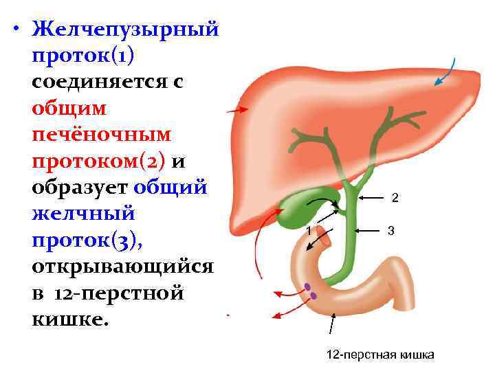 Анатомия печени и желчевыводящих путей человека фото и описание