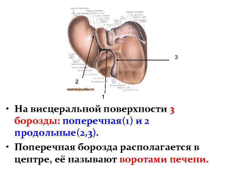 3 2 1 • На висцеральной поверхности 3 борозды: поперечная(1) и 2 продольные(2, 3).