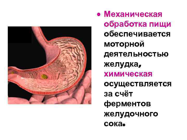  • Механическая обработка пищи обеспечивается моторной деятельностью желудка, химическая осуществляется за счёт ферментов