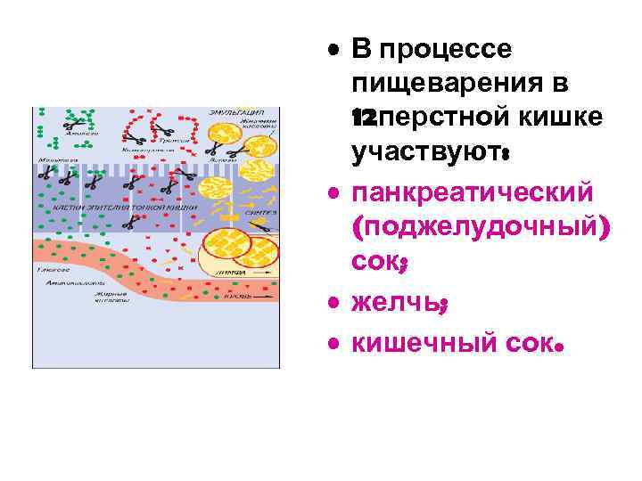  • В процессе пищеварения в 12 перстной кишке участвуют: • панкреатический (поджелудочный) сок;