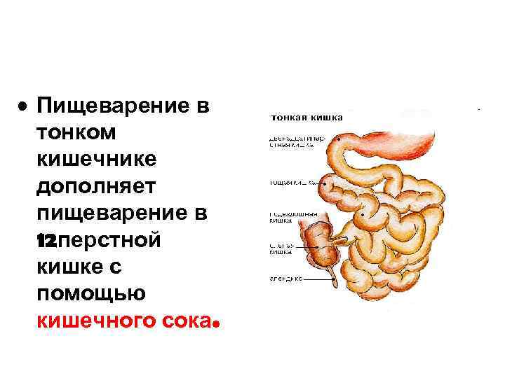  • Пищеварение в тонком кишечнике дополняет пищеварение в 12 перстной кишке с помощью