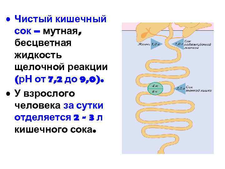  • Чистый кишечный сок – мутная, бесцветная жидкость щелочной реакции (р. Н от