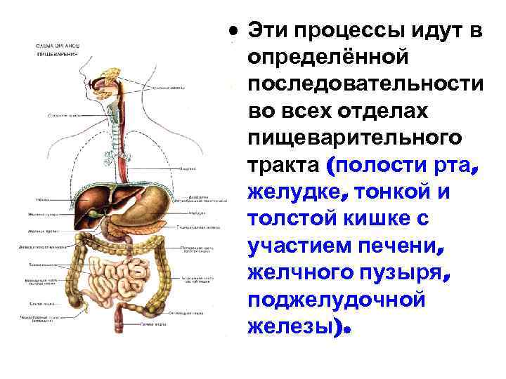  • Эти процессы идут в определённой последовательности во всех отделах пищеварительного тракта (полости