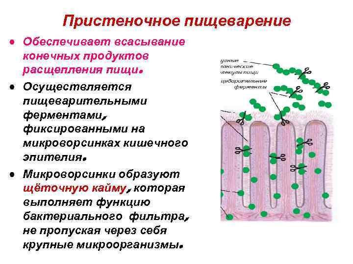 Пристеночное пищеварение • Обеспечивает всасывание конечных продуктов расщепления пищи. • Осуществляется пищеварительными ферментами, фиксированными