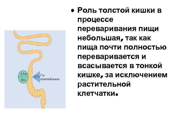  • Роль толстой кишки в процессе переваривания пищи небольшая, так как пища почти