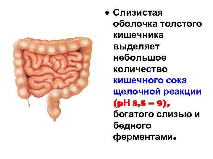 Сосудистый рисунок усилен в кишечнике что это