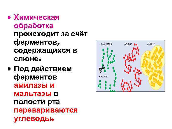  • Химическая обработка происходит за счёт ферментов, содержащихся в слюне. • Под действием