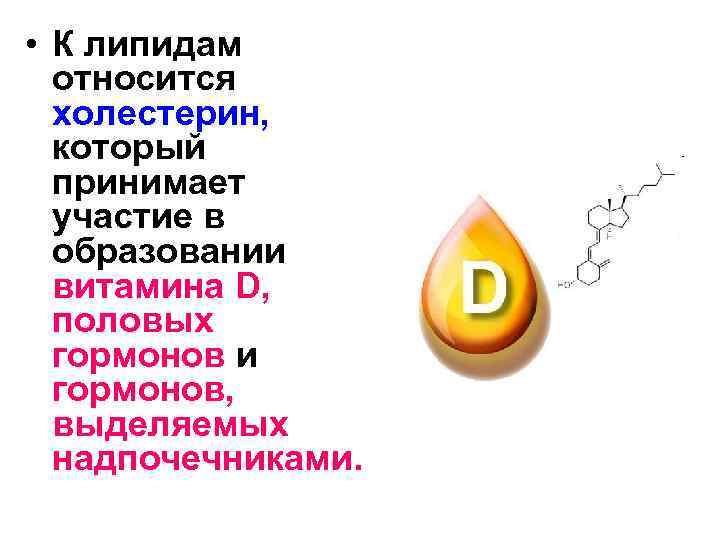  • К липидам относится холестерин, который принимает участие в образовании витамина D, половых