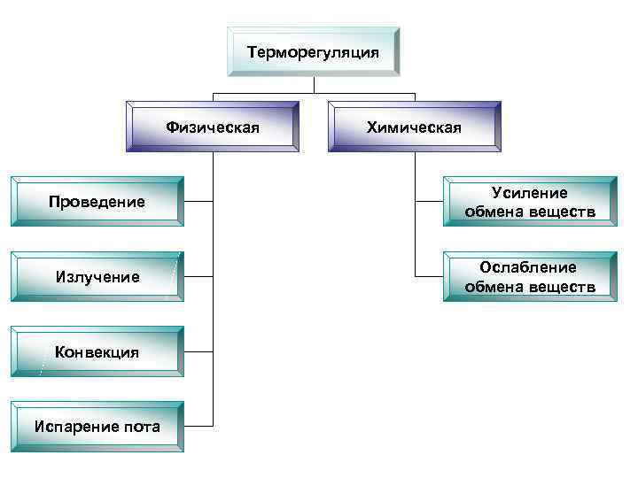 Терморегуляция Физическая Химическая Проведение Усиление обмена веществ Излучение Ослабление обмена веществ Конвекция Испарение пота