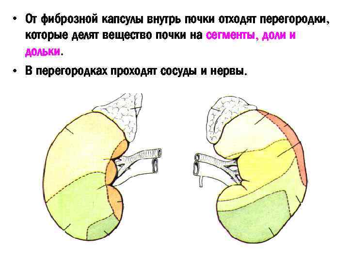 Сегменты почки схема