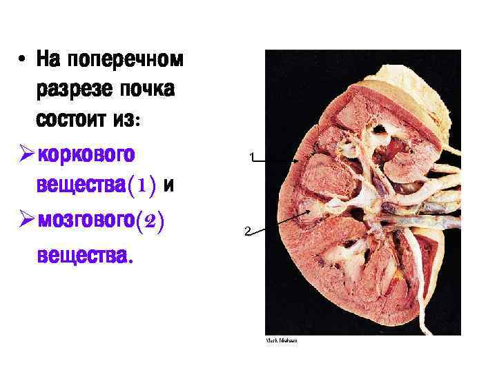 Картинка почки в разрезе