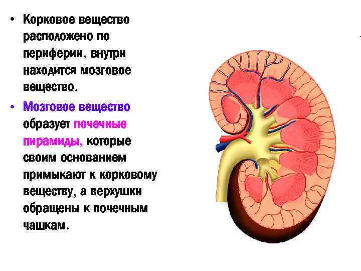 Какой цифрой на рисунке обозначен корковый слой почки