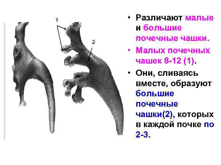 1 2 • Различают малые и большие почечные чашки. • Малых почечных чашек 8