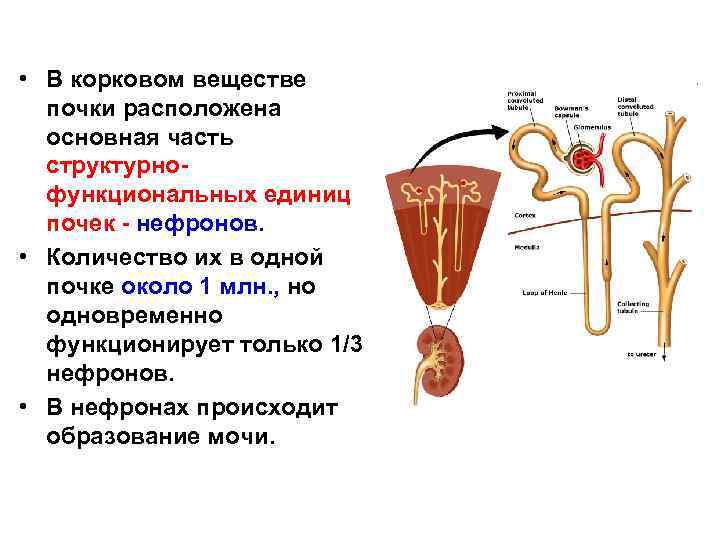 Рассмотри рисунок и закончи текст вписав или выбрав нужные термины в корковом слое почки находится