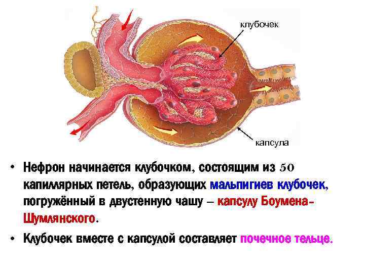 Капсула боумена