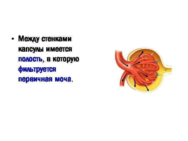  • Между стенками капсулы имеется полость, в которую фильтруется первичная моча. 