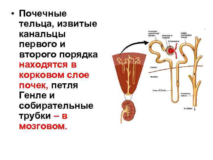 Преморбидный фон у детей с заболеваниями органов мочевой системы