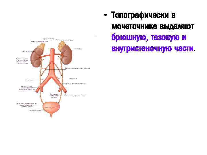 Мочеточник у мужчин строение фото анатомия