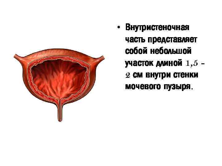  • Внутристеночная часть представляет собой небольшой участок длиной 1, 5 2 см внутри