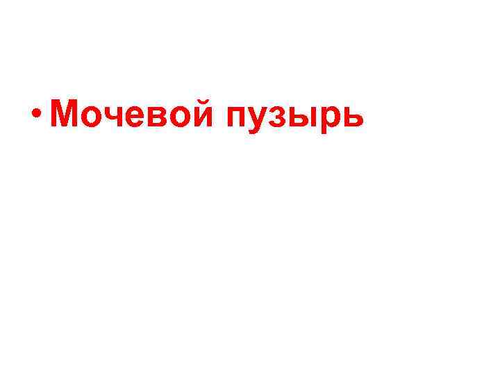  • Мочевой пузырь 