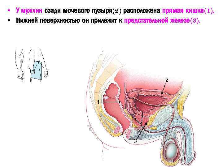  • У мужчин сзади мочевого пузыря(2) расположена прямая кишка(1). • Нижней поверхностью он