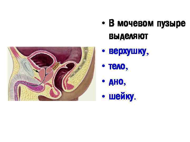  • В мочевом пузыре выделяют • верхушку, • тело, • дно, • шейку.