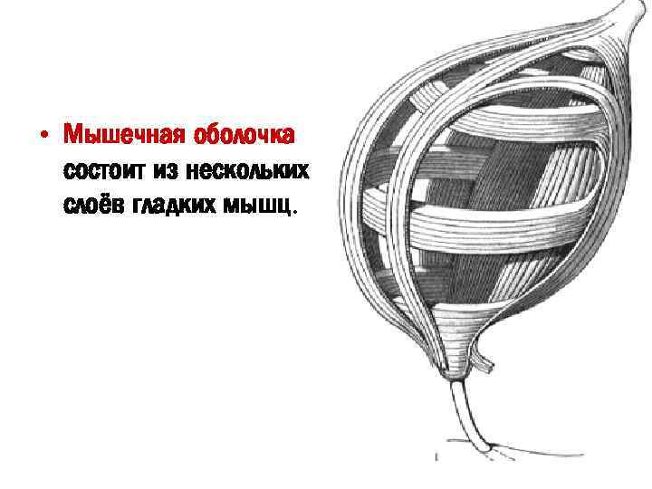  • Мышечная оболочка состоит из нескольких слоёв гладких мышц. 