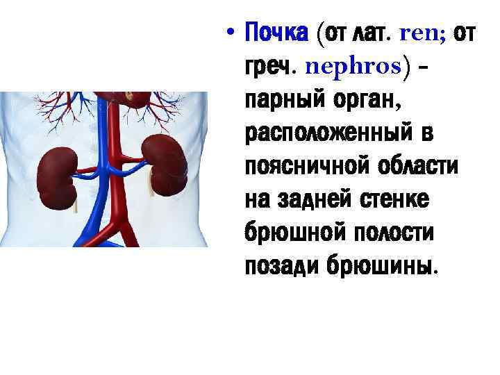  • Почка (от лат. ren; от греч. nephros) парный орган, расположенный в поясничной
