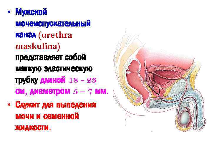  • Мужской мочеиспускательный канал (urethra maskulina) представляет собой мягкую эластическую трубку длиной 18