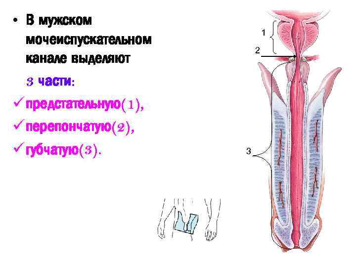 Схема мочеиспускательный канал