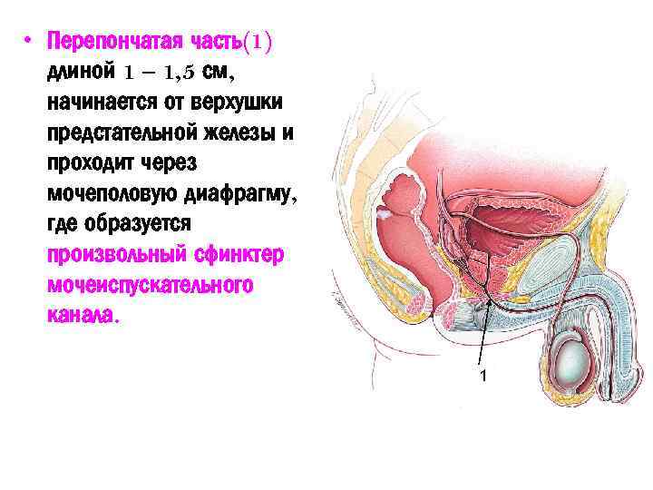  • Перепончатая часть(1) длиной 1 – 1, 5 см, начинается от верхушки предстательной