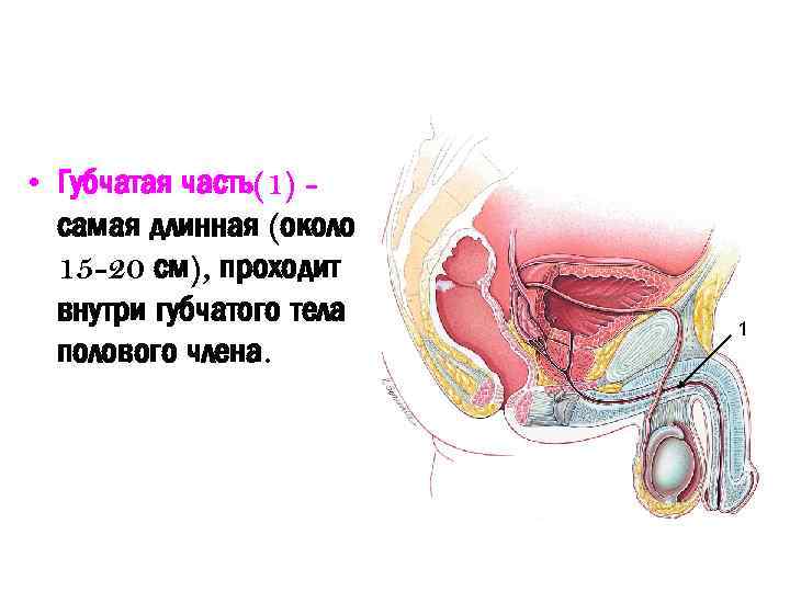  • Губчатая часть(1) самая длинная (около 15 -20 см), проходит внутри губчатого тела