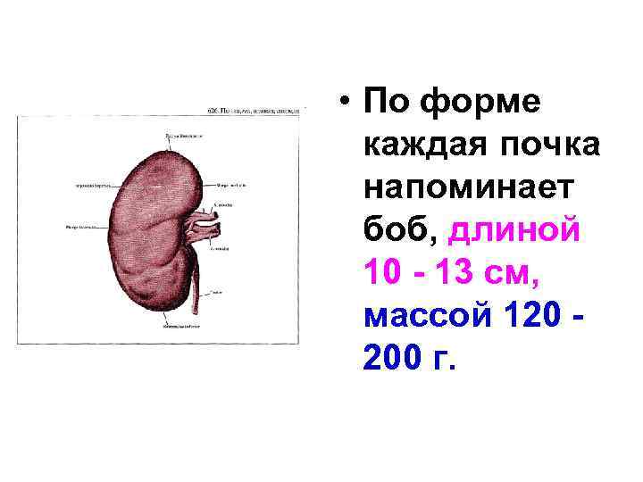 Анатомия мочевой системы презентация