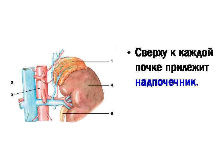 Надпочечники схема корнилова