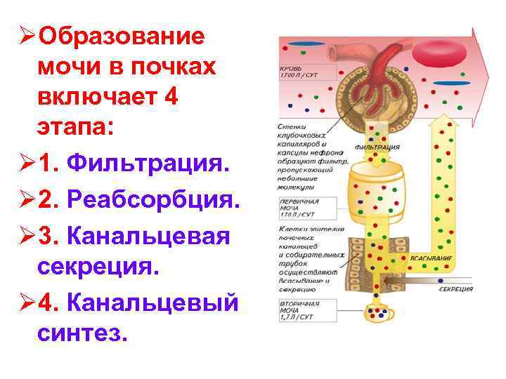 ØОбразование мочи в почках включает 4 этапа: Ø 1. Фильтрация. Ø 2. Реабсорбция. Ø