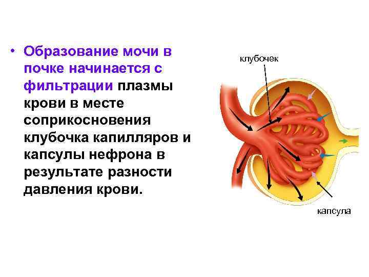  • Образование мочи в почке начинается с фильтрации плазмы крови в месте соприкосновения