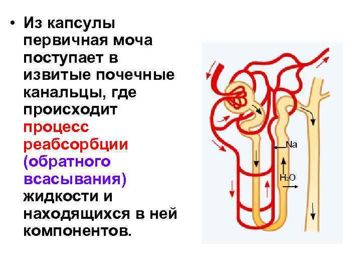  • Из капсулы первичная моча поступает в извитые почечные канальцы, где происходит процесс