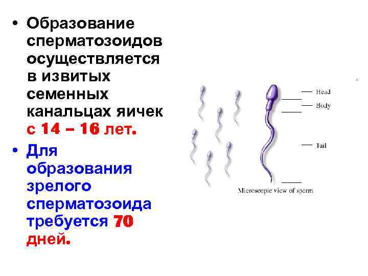 Спермотозоиды Во Влагалище