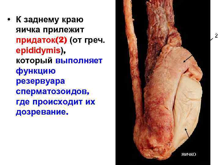  • К заднему краю яичка прилежит придаток(2) (от греч. epididymis), который выполняет функцию