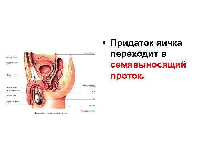  • Придаток яичка переходит в семявыносящий проток. 