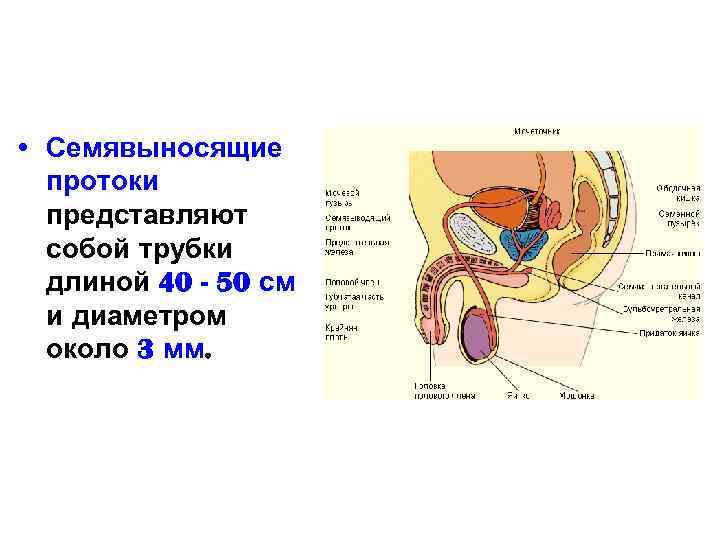  • Семявыносящие протоки представляют собой трубки длиной 40 - 50 см и диаметром